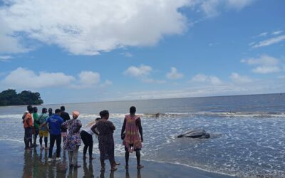 Conservation marine: des pêcheurs relâchent une tortue Luth à Campo
